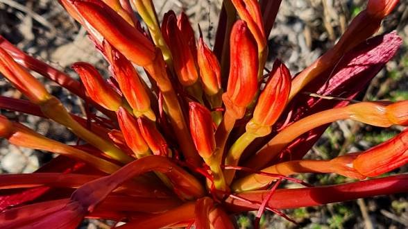 Brunsvigia orientalis when buds rule